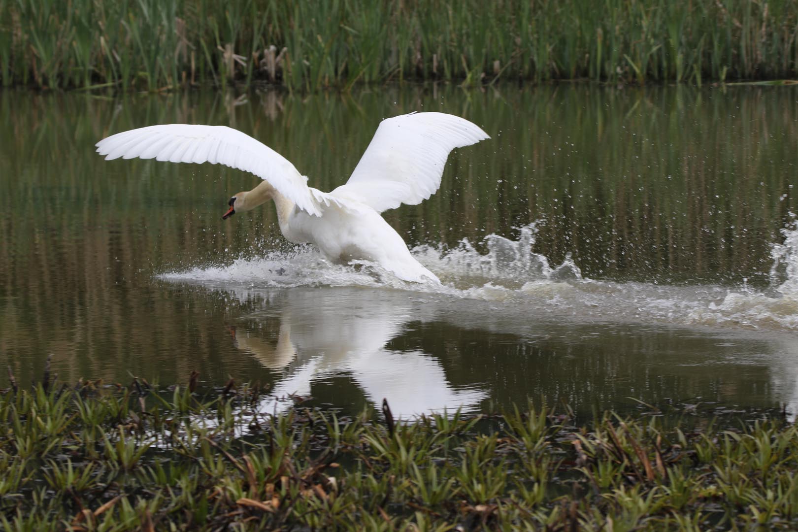 Schwanenflug